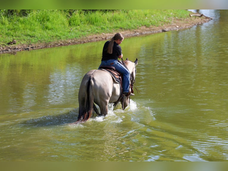 Quarter horse américain Hongre 6 Ans 155 cm Grullo in Forney