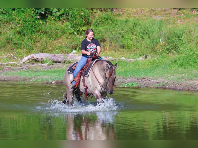 Quarter horse américain Hongre 6 Ans 155 cm Grullo in Forney