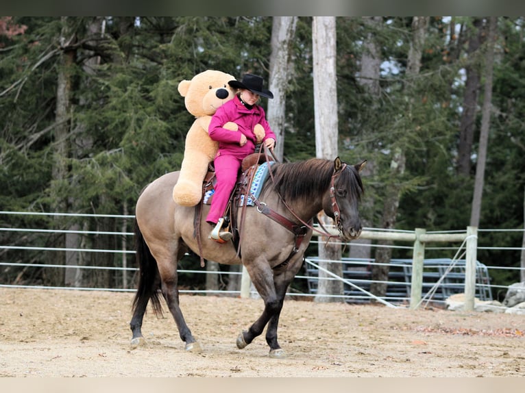 Quarter horse américain Hongre 6 Ans 155 cm Grullo in Clarion