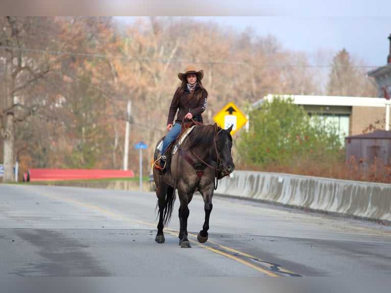 Quarter horse américain Hongre 6 Ans 155 cm Grullo in Clarion