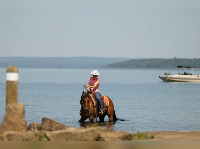 Quarter horse américain Hongre 6 Ans 155 cm Isabelle in Quitman AR