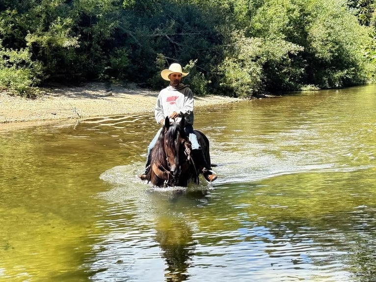Quarter horse américain Hongre 6 Ans 155 cm Noir in Paicines, CA