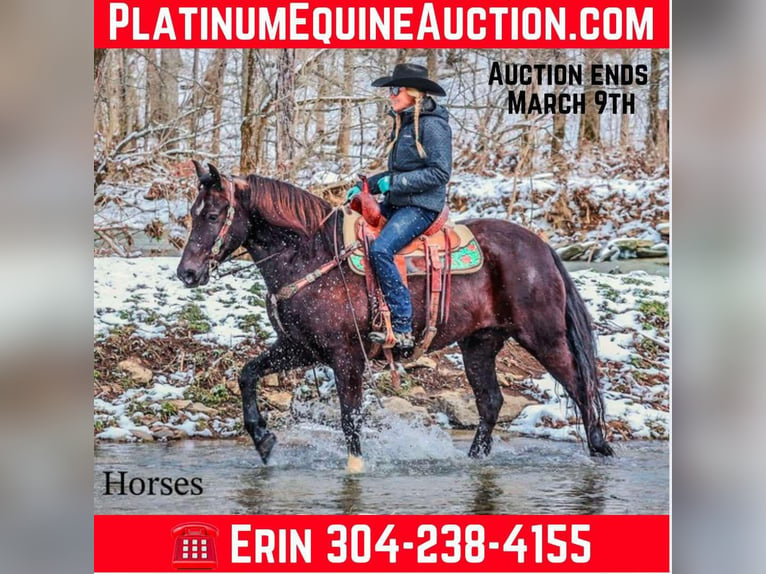 Quarter horse américain Hongre 6 Ans 155 cm Noir in Flemingsburg KY