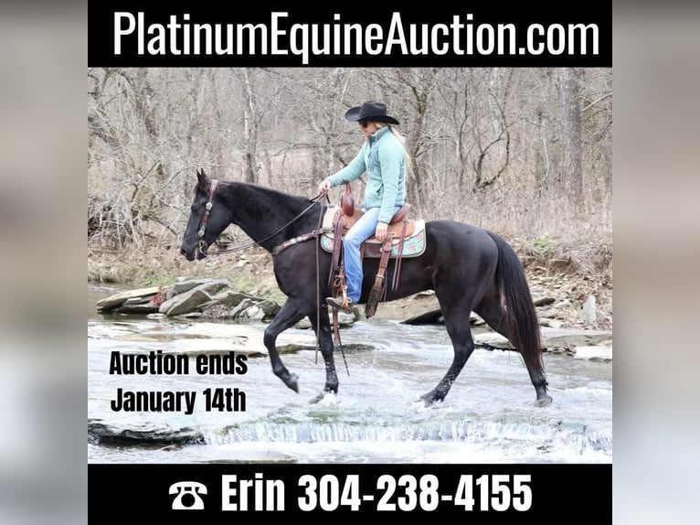 Quarter horse américain Hongre 6 Ans 155 cm Noir in Flemmingsburg Ky