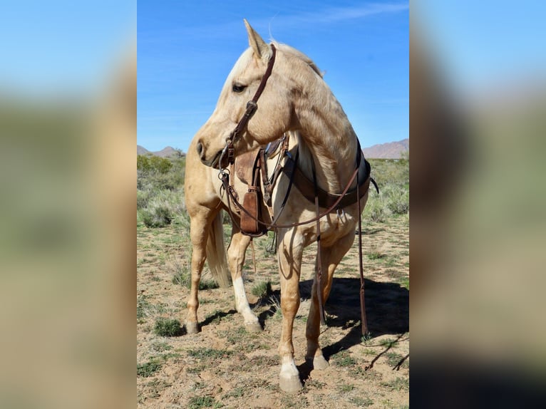Quarter horse américain Hongre 6 Ans 155 cm Palomino in Wickenburg