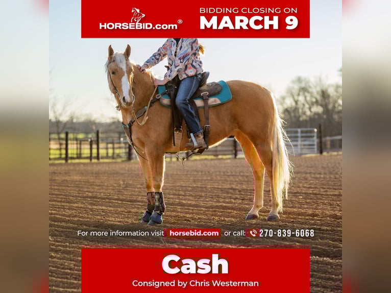 Quarter horse américain Hongre 6 Ans 155 cm Palomino in Trenton