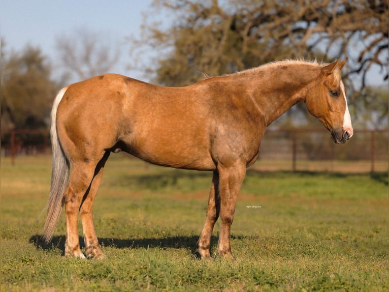 Quarter horse américain Hongre 6 Ans 155 cm Palomino in Weatherford