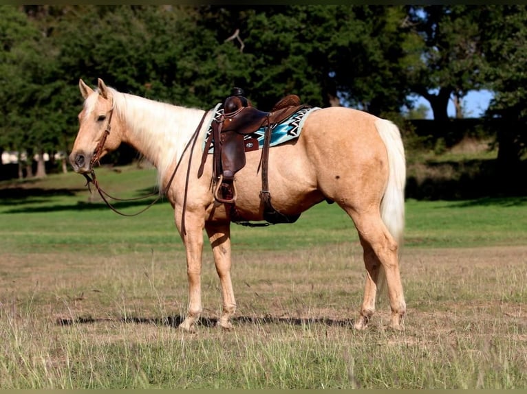Quarter horse américain Hongre 6 Ans 155 cm Palomino in Stephenville