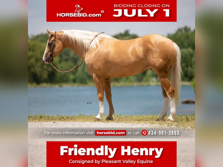 Quarter horse américain Hongre 6 Ans 155 cm Palomino in Robards, KY