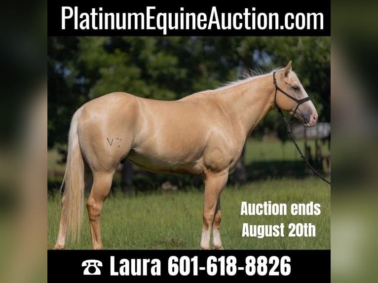 Quarter horse américain Hongre 6 Ans 155 cm Palomino in Bovina, MS