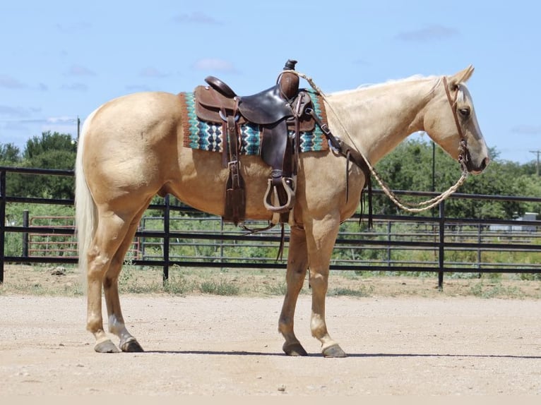 Quarter horse américain Hongre 6 Ans 155 cm Palomino in Eastland TX