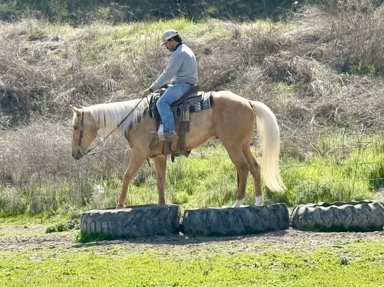 Quarter horse américain Hongre 6 Ans 155 cm Palomino in Paicines CA