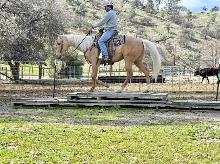 Quarter horse américain Hongre 6 Ans 155 cm Palomino in Paicines CA