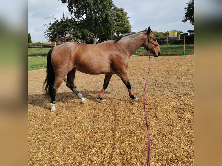 Quarter horse américain Hongre 6 Ans 155 cm Roan-Bay in Giengen an der Brenz