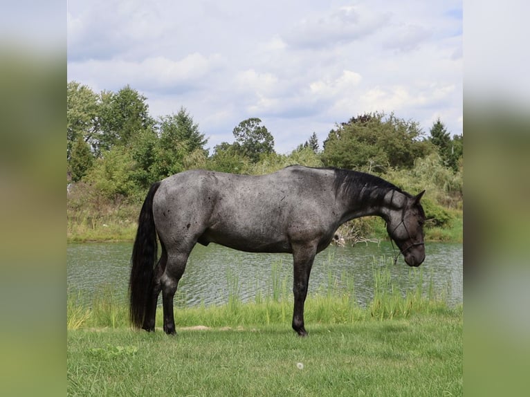 Quarter horse américain Hongre 6 Ans 155 cm Rouan Bleu in Howell