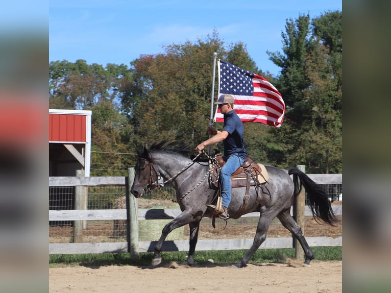 Quarter horse américain Hongre 6 Ans 155 cm Rouan Bleu in Howell