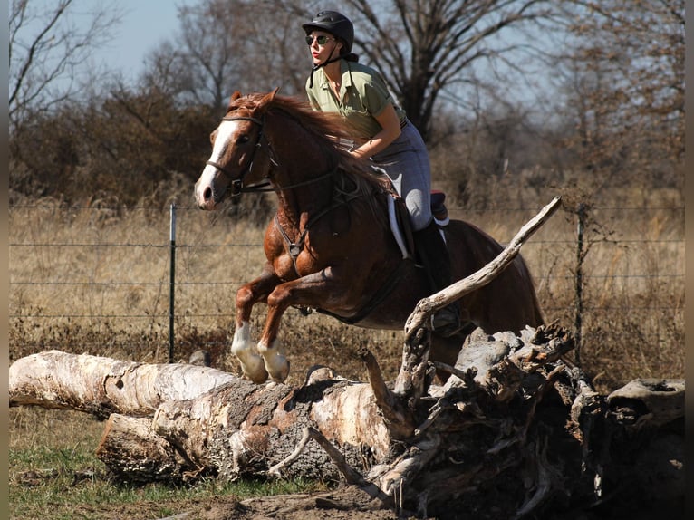 Quarter horse américain Hongre 6 Ans 155 cm Rouan Rouge in Baxter Springs