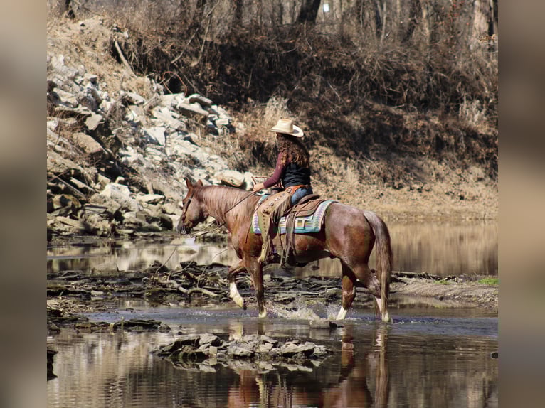 Quarter horse américain Hongre 6 Ans 155 cm Rouan Rouge in Baxter Springs