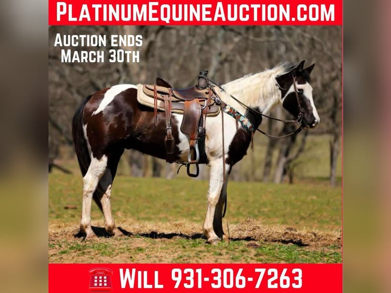 Quarter horse américain Hongre 6 Ans 155 cm Tobiano-toutes couleurs in Hampshire, TN