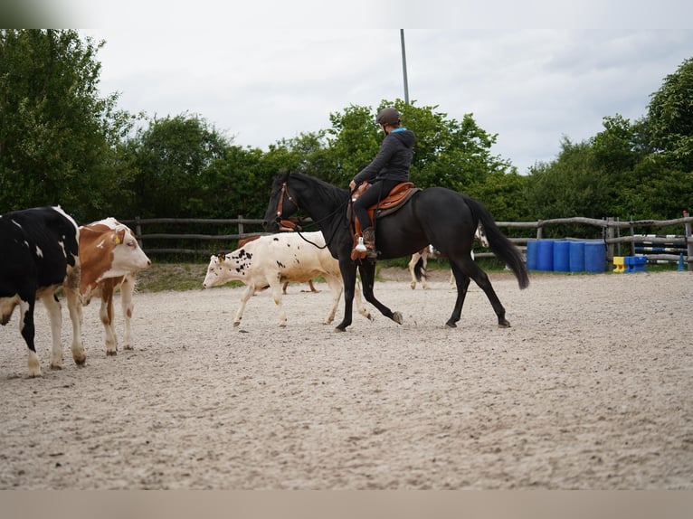 Quarter horse américain Hongre 6 Ans 156 cm Noir in Wasserlosen