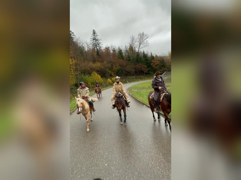 Quarter horse américain Hongre 6 Ans 156 cm Palomino in Steinen