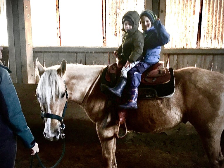 Quarter horse américain Hongre 6 Ans 156 cm Palomino in Steinen