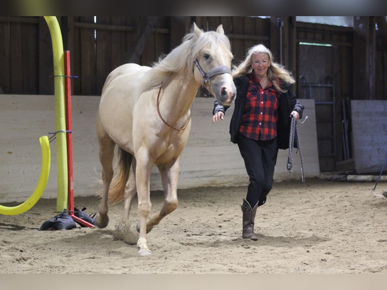 Quarter horse américain Hongre 6 Ans 156 cm Palomino in Steinen