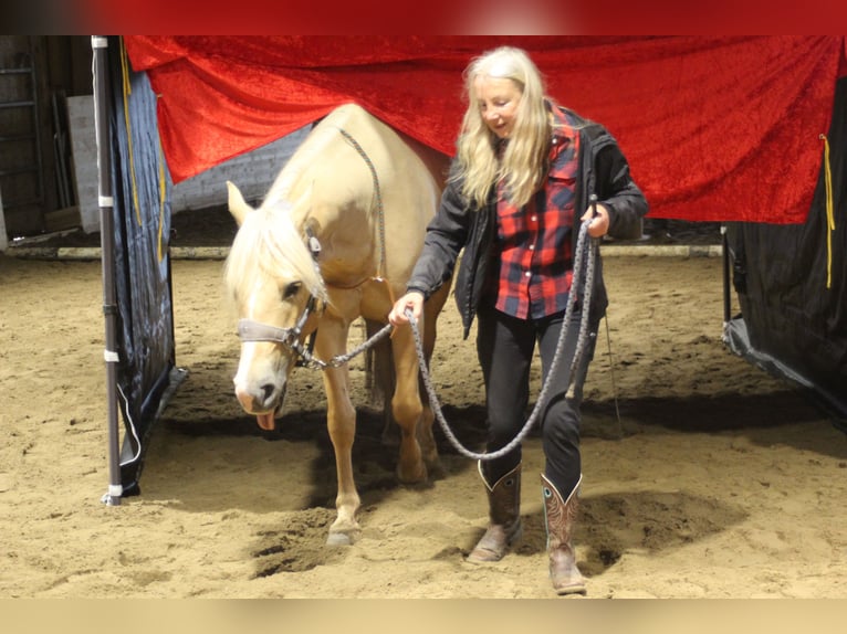 Quarter horse américain Hongre 6 Ans 156 cm Palomino in Steinen