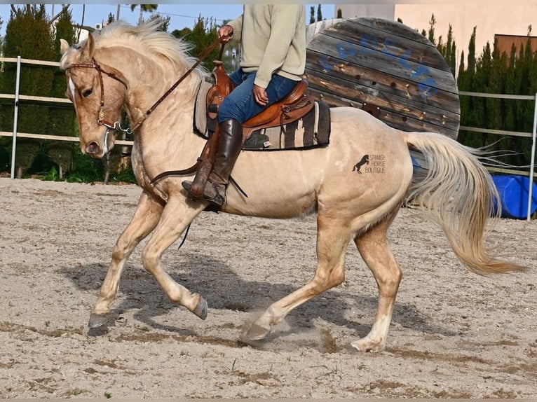 Quarter horse américain Hongre 6 Ans 156 cm Palomino in Mallorca