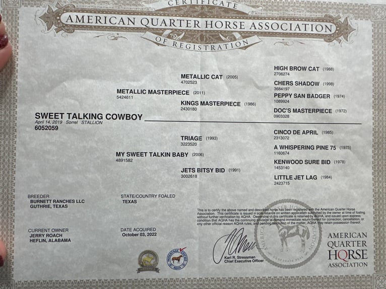 Quarter horse américain Hongre 6 Ans 157 cm Alezan brûlé in Pleasant Grove CA