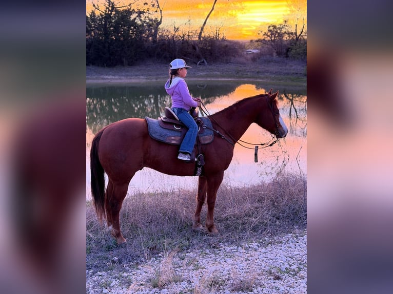 Quarter horse américain Hongre 6 Ans 157 cm Alezan cuivré in Mineral Wells