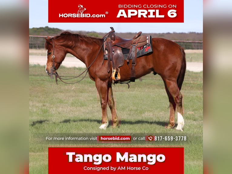 Quarter horse américain Hongre 6 Ans 157 cm Alezan cuivré in Mineral Wells