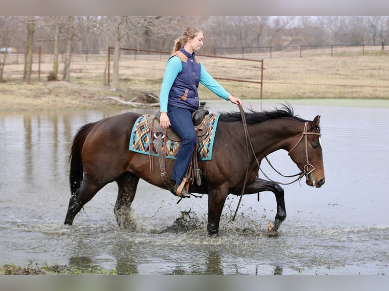 Quarter horse américain Croisé Hongre 6 Ans 157 cm Bai cerise in Athens