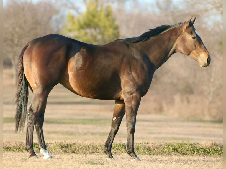 Quarter horse américain Croisé Hongre 6 Ans 157 cm Bai cerise in Athens