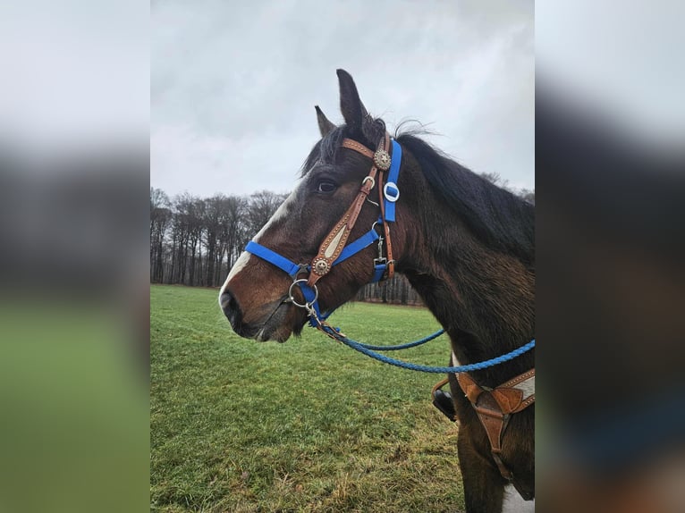 Quarter horse américain Croisé Hongre 6 Ans 157 cm Bai in Linkenbach