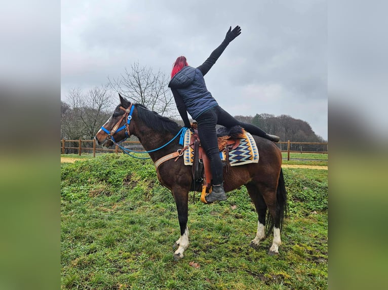 Quarter horse américain Croisé Hongre 6 Ans 157 cm Bai in Linkenbach