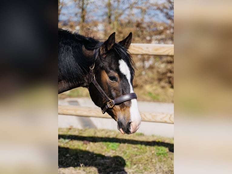 Quarter horse américain Hongre 6 Ans 157 cm Bai in Langenbrettach