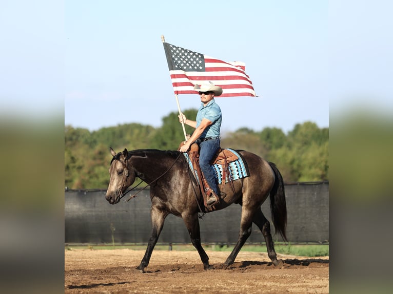 Quarter horse américain Hongre 6 Ans 157 cm Buckskin in Buffalo