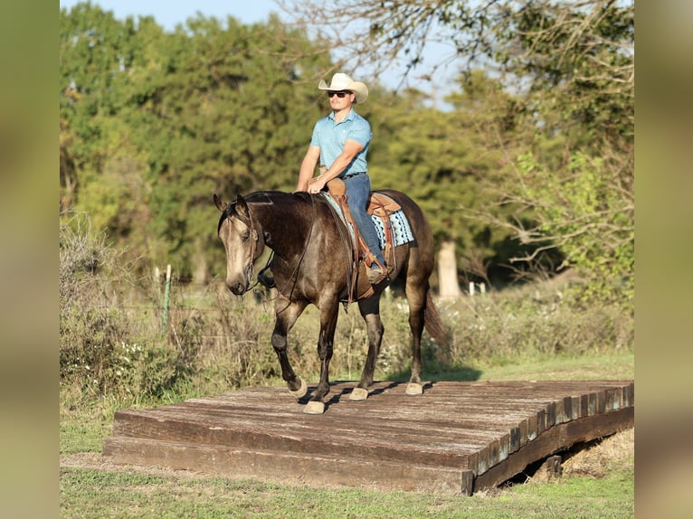 Quarter horse américain Hongre 6 Ans 157 cm Buckskin in Buffalo