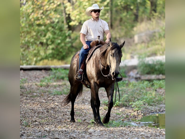 Quarter horse américain Hongre 6 Ans 157 cm Buckskin in Buffalo