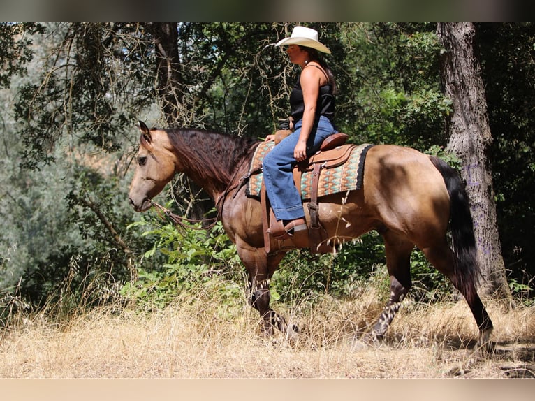 Quarter horse américain Hongre 6 Ans 157 cm Buckskin in Waterford