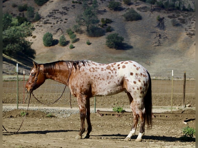 Quarter horse américain Hongre 6 Ans 157 cm Buckskin in Paicines CA