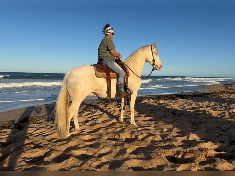 Quarter horse américain Hongre 6 Ans 157 cm Cremello in Micanopy