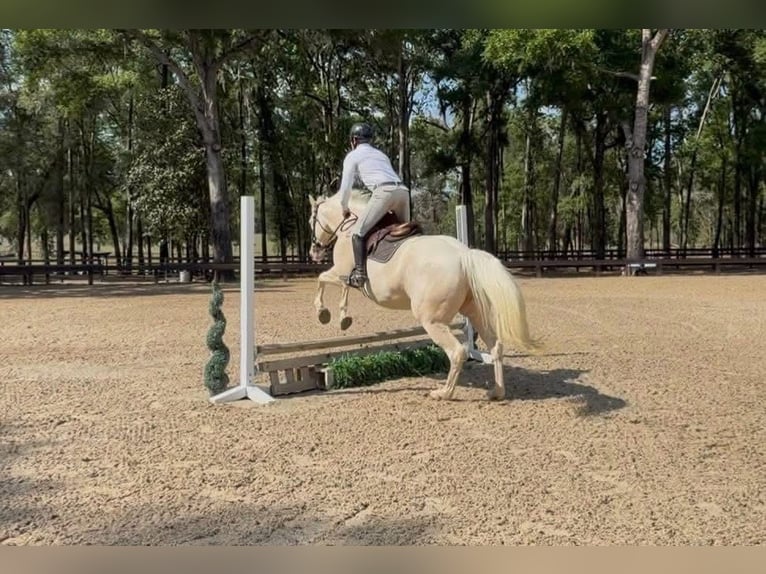Quarter horse américain Hongre 6 Ans 157 cm Cremello in Micanopy