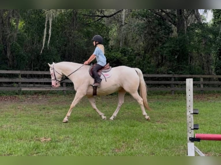Quarter horse américain Hongre 6 Ans 157 cm Cremello in Micanopy
