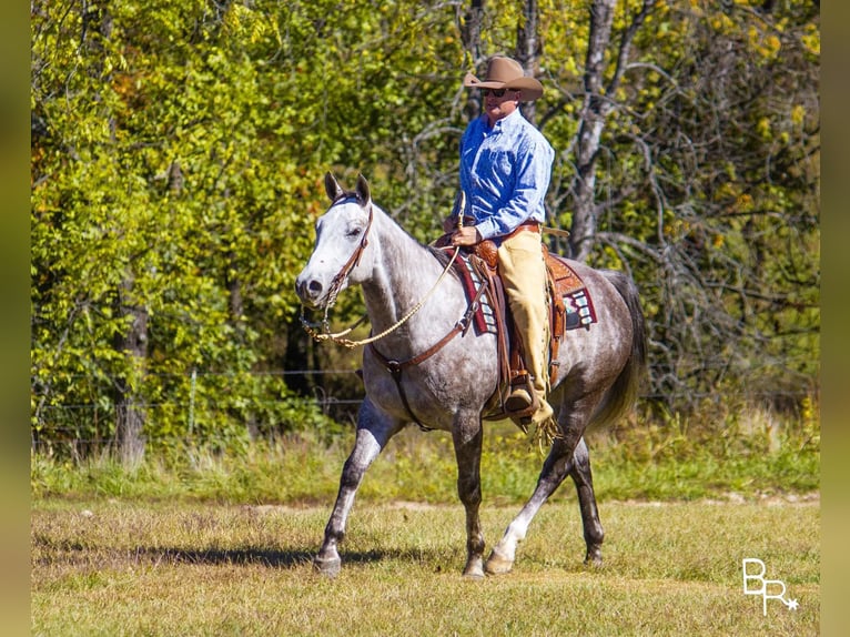 Quarter horse américain Hongre 6 Ans 157 cm Gris pommelé in Mountain Grove MO