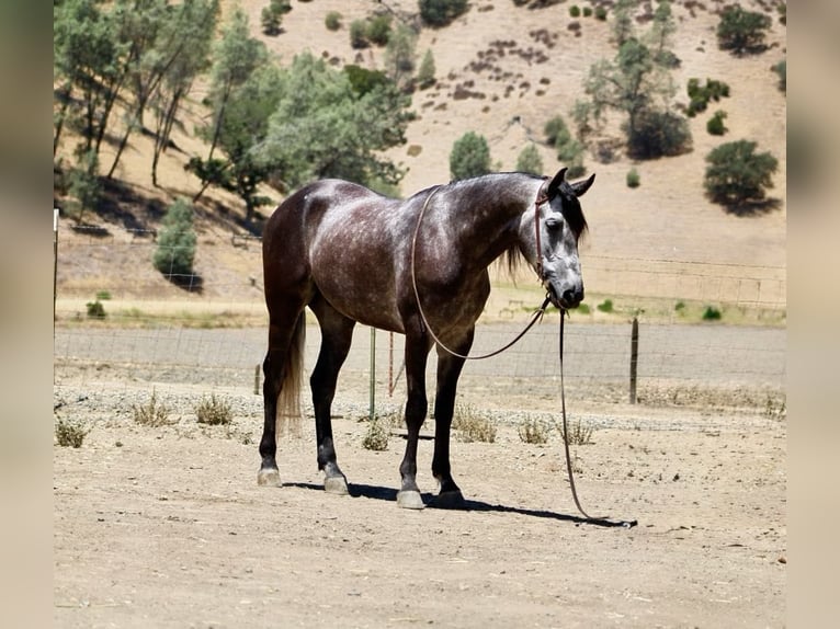 Quarter horse américain Hongre 6 Ans 157 cm Gris pommelé in Paicines CA