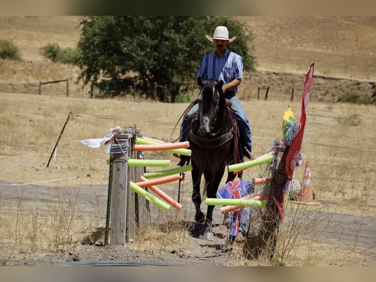 Quarter horse américain Hongre 6 Ans 157 cm Gris pommelé in Paicines CA