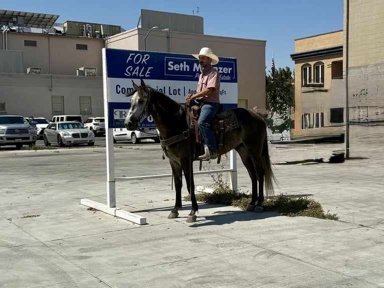 Quarter horse américain Hongre 6 Ans 157 cm Gris pommelé in Paicines CA