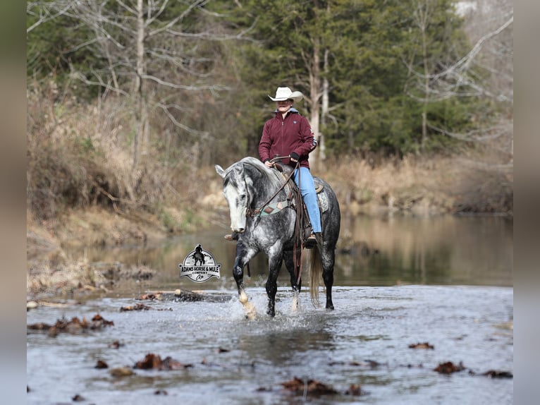 Quarter horse américain Hongre 6 Ans 157 cm Gris pommelé in Wickenburg